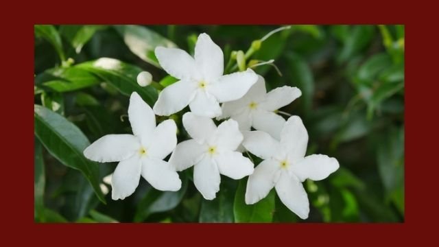 चांदनी (Crepe Jasmine) के औषधीय गुण एवं प्रभाव